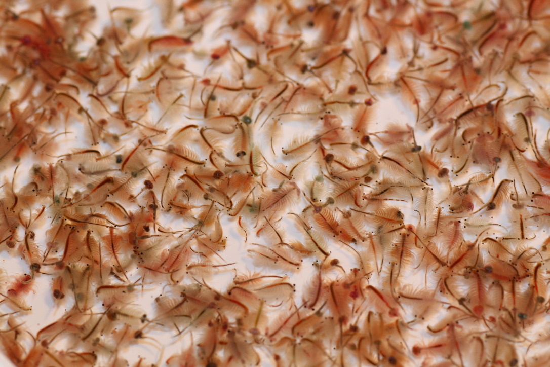 Artemiafarm & Zierfischzucht Rein artemia artemia frostfutter